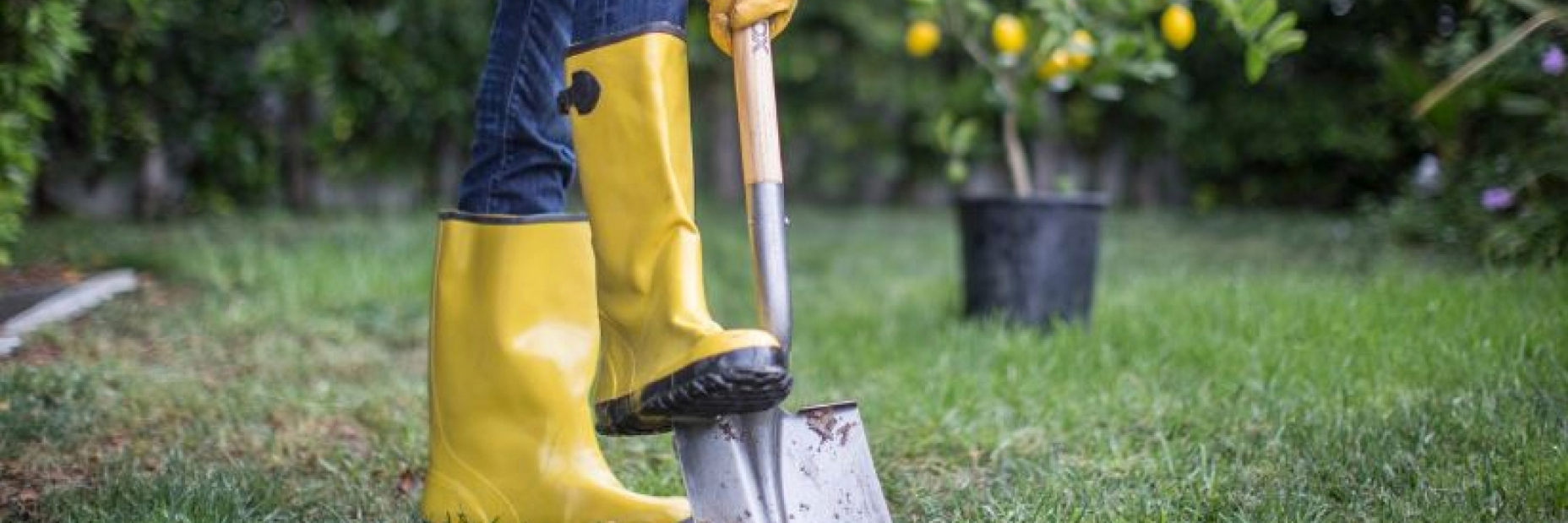 Person with yellow boots on digging with a shovel to plant a lemon tree