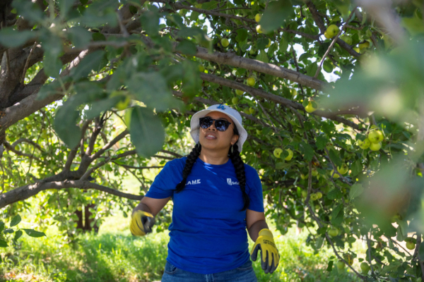 Image of female gas company employee harvesting fruit from a tree