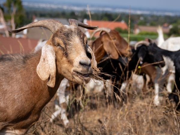A goat eating dry grasses