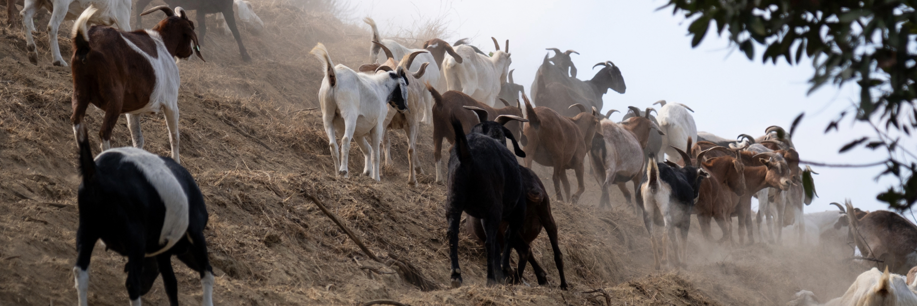 Goats grazing on a hill side