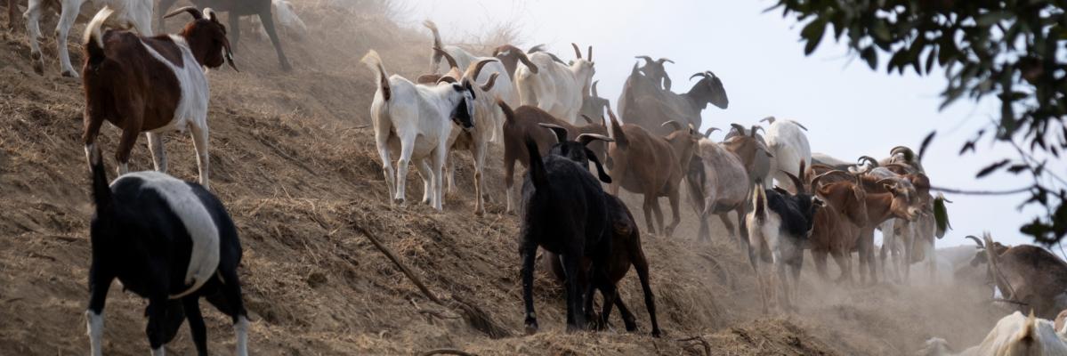 Goats grazing on a hill side