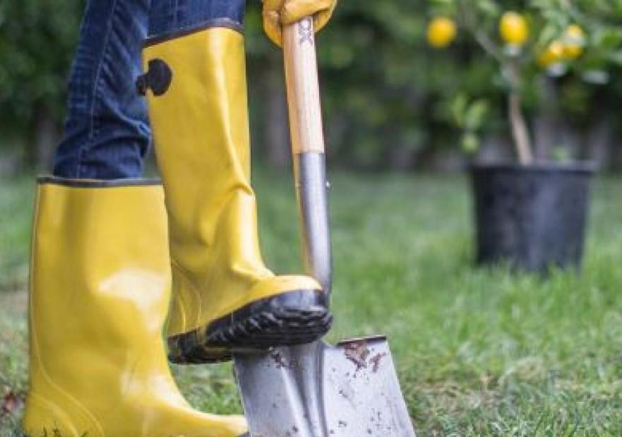 Person with yellow boots on digging with a shovel to plant a lemon tree