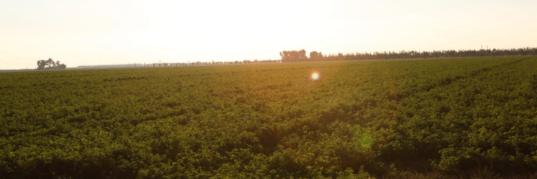 Trees in an open field with the sun on the horizon